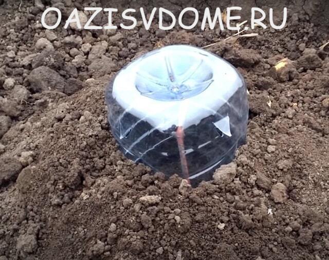 Ukrytí mladých hroznů na zimu lahví