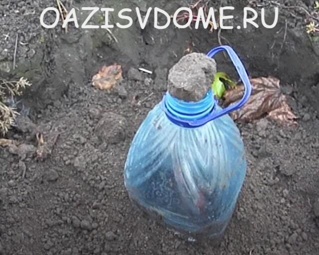 Plastová láhev na ochranu mladých hroznů před mrazem