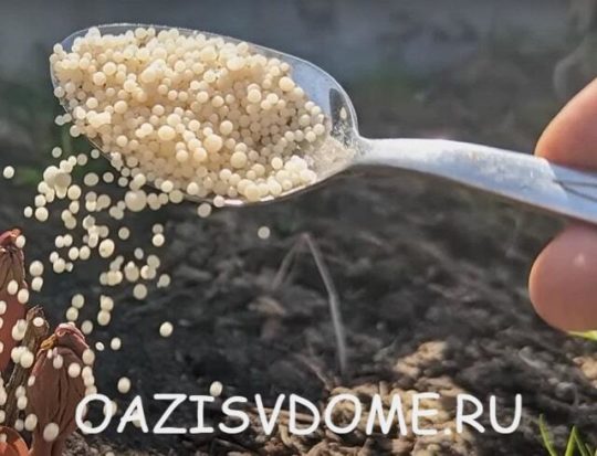 На фото гранулы Аммиачной селитры