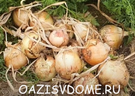На фото урожай лука Эксибишен