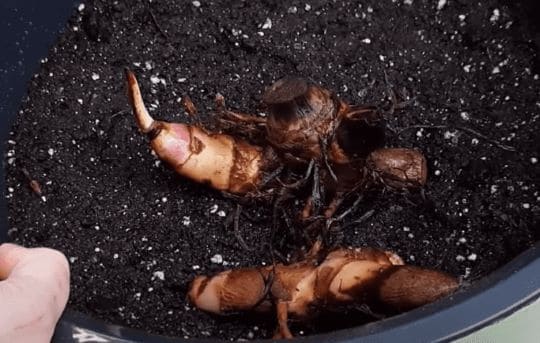 Посаженные для проращивания клубни канны