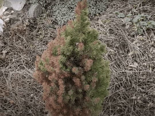 На фото обоженное солнцем хвойное деревце