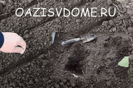 Удачные дни для посевов, посадок и пересадок на июнь для Подмосковья