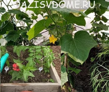 Народные средства для подкормки огурцов и томатов в теплице и открытом грунте