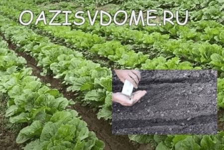 Посадка капусты пекинской в июне и июле: когда и какие сорта сажать
