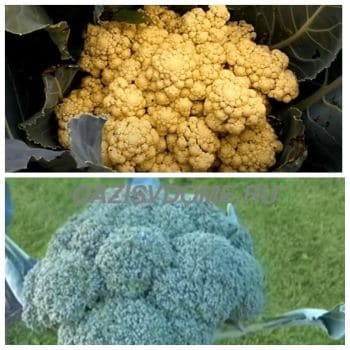 Благоприятные дни и сроки уборки брокколи и цветной капусты на Урале и в Сибири
