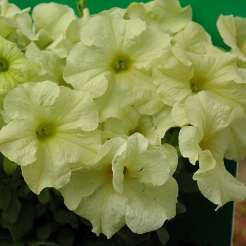 Петуния Софистика Лайм Грин Sophistica Lime Green F1