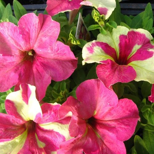 Петуния Софистика Лайм Биколор sophistica lime bicolor