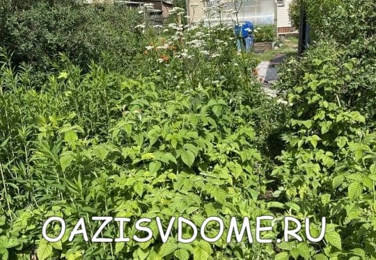 Для дачников Иркутской области на июнь Лунный календарь