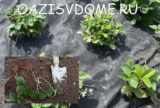 Можно ли и когда сажать и пересаживать клубнику в июне по Луне