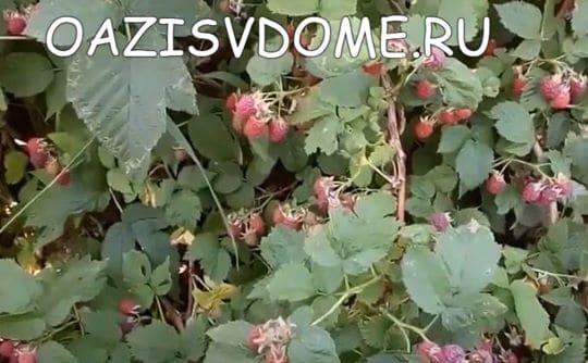Дидимелла (пурпурная пятнистость) малины: признаки и чем лечить