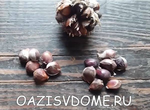 Выбранные для посадки бульбочки чеснока