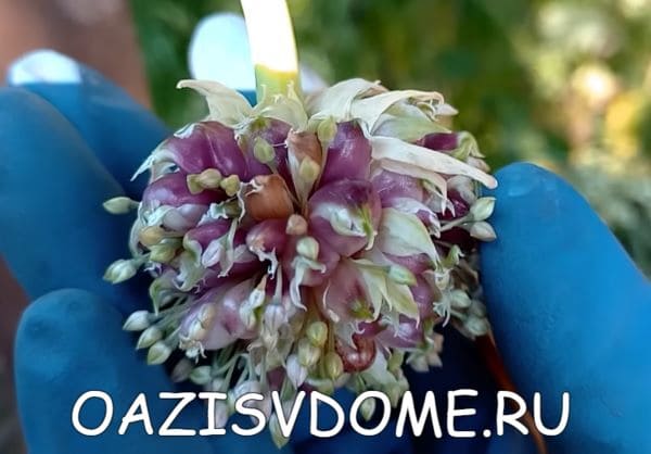 Семенная коробочка чеснока с бульбочками