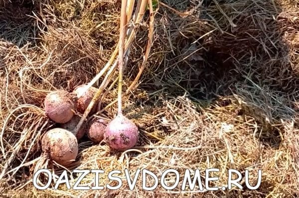 Чесночные однозубки, выращенные из бульбочек