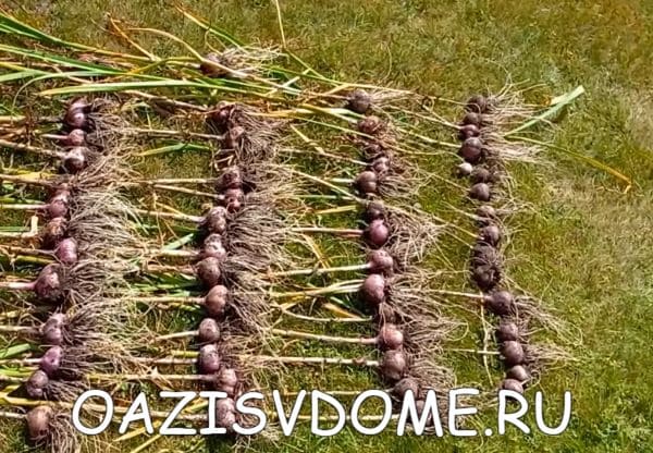 Чеснок, выращенный за два года из бульбочек